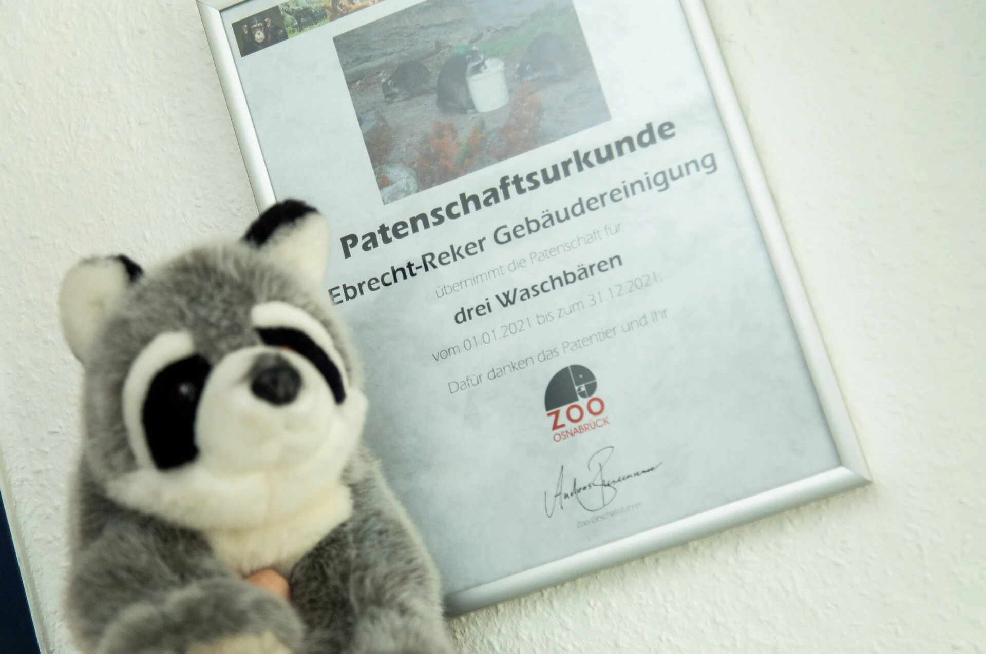 Urkunde Zoopatenschaft für Waschbären Osnabrück und Kuscheltier Waschbäre. Ebrecht Reker Osnabrück